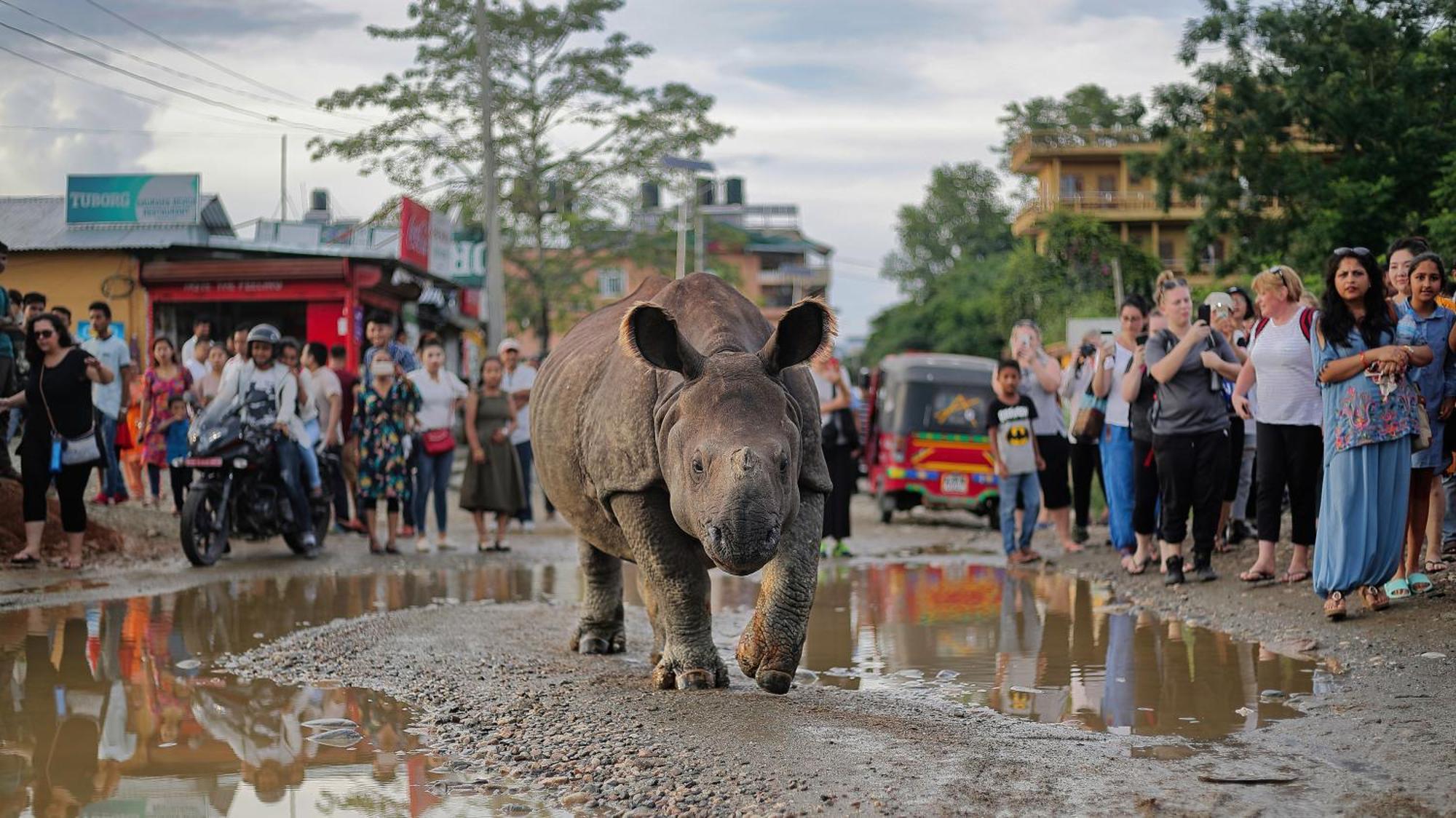 Chitwan Gaida Lodge - Animal Lovers & Birdwatchers Paradise Sauraha Extérieur photo